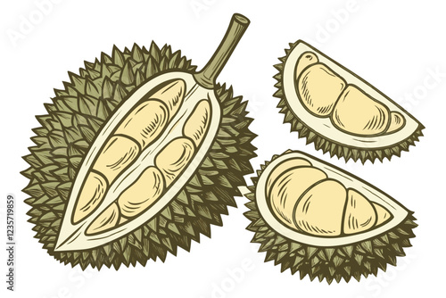 Botanical illustration, durian fruit, multiple angles, cross-section, spiky exterior, creamy flesh, realistic details, high resolution, isolated on white background, scientific accuracy, vintage botan