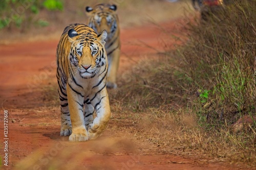 Two Bengal tigers walk along a dirt path surrounded by dry grass and sparse greenery. The leading tiger walks confidently towards the camera. photo