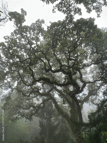 Trees in the forest in Portugal
