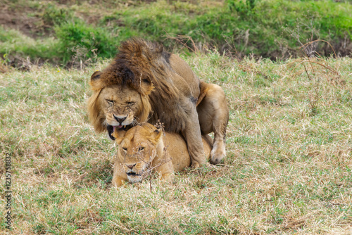 Lions copulating in Tanzania, Africa