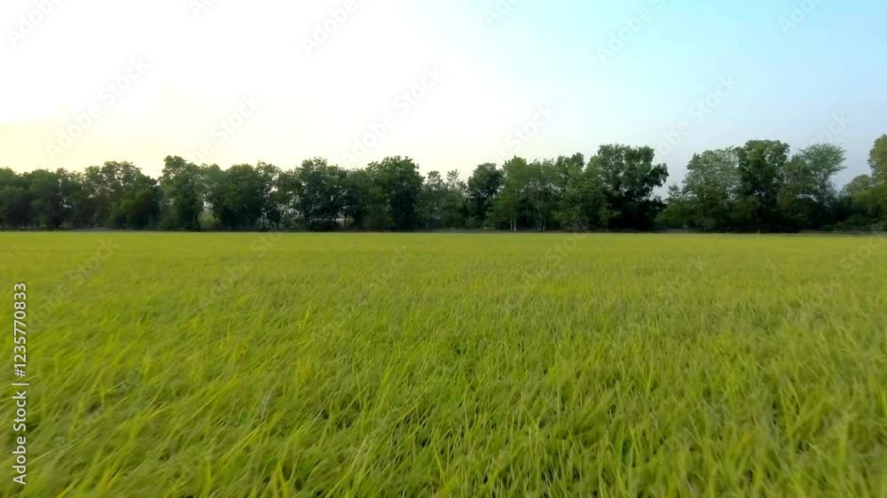 Agriculture Land Nature Firming 4K Aerial Drone Rice Beautiful Food Firm Wheat Crop Field Scenery Harvest America China India Indonesia Agriculture Land Nature Firming 4K Aerial Drone Rice Beautiful Food Firm Wheat Crop Field Scenery Harvest America China India Indonesia