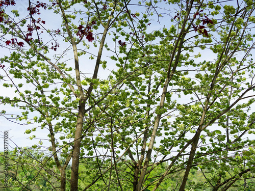 (Ulmus minor) Field elm or smooth-leaved elm with spreading branches developing small winged fruits, called samaras, scattered in the wind
 photo