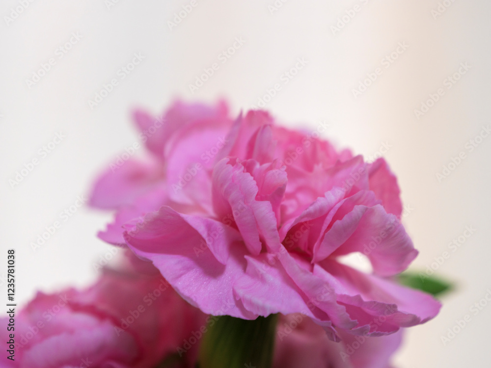 secret affection for ... secret affection for ...