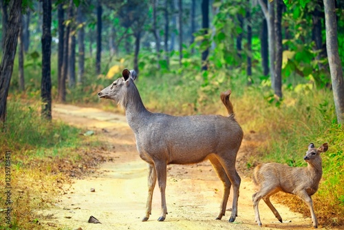 A Sambar Deer with a calf standing on a dirt path in a forested area. Surrounding them are tall trees with green foliage a dense forest habitat.  photo