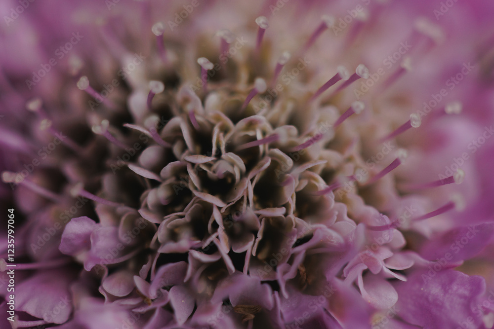 Macro photo of a purple flower Macro photo of a purple flower