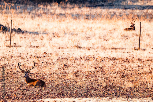 Three deer during the rutting season in Piedrabuena photo