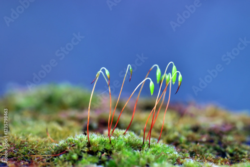 Macrophotography of a moss with its sporophytes photo