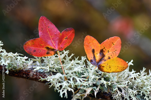 Two autumn leaves of the Montpellier maple (Acer monspessulanum) photo