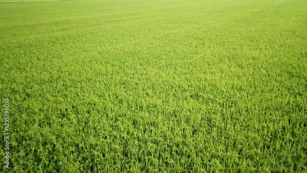 Low angle aerial view of green rice paddy meadow during sunset, close proximity aerial flight around green fields with volcano mountain view Low angle aerial view of green rice paddy meadow during sunset, close proximity aerial flight around green fields with volcano mountain view
