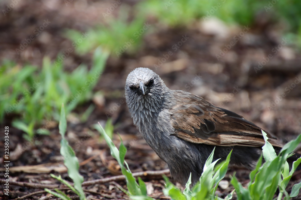 An Apostlebird: A Social Bird of the Australian Outback An Apostlebird: A Social Bird of the Australian Outback