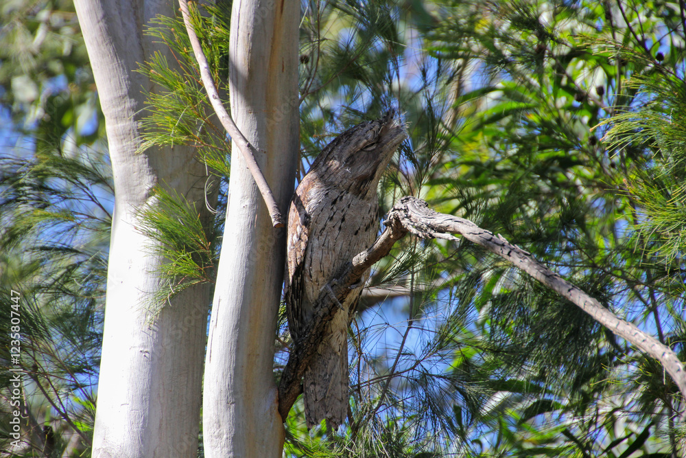 Fototapeta premium A Tawny Frogmouth Blending Seamlessly into the Trees