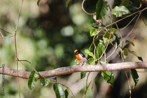 Red-Capped Robin Perched on a Branch with Lush Greenery
