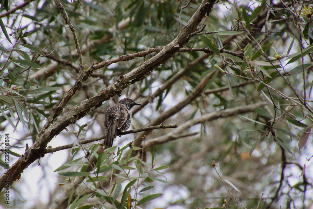Hidden Little Wattlebird Amongst Branches Hidden Little Wattlebird Amongst Branches