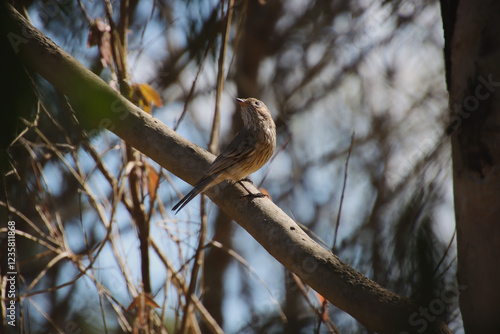 A female Rufous Whistler perched on a branch in the sunlight