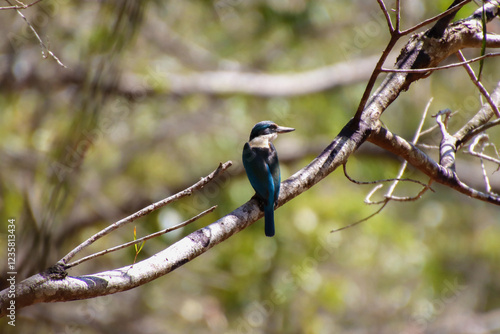 A Sacred Kingfisher perched on a branch