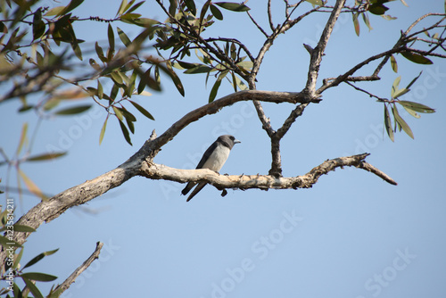 A White-breasted Woodswallow perched on a branch against a blue sky