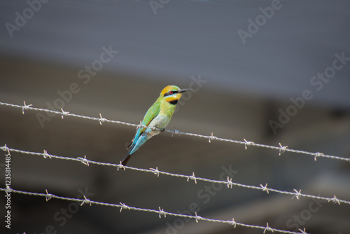 A Rainbow Bee-eater perched on a barbed wire fence
