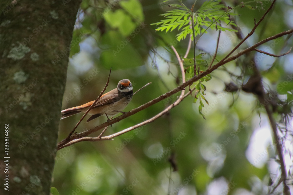 A Rufous Fantail perched on a thin branch amongst green leaves A Rufous Fantail perched on a thin branch amongst green leaves