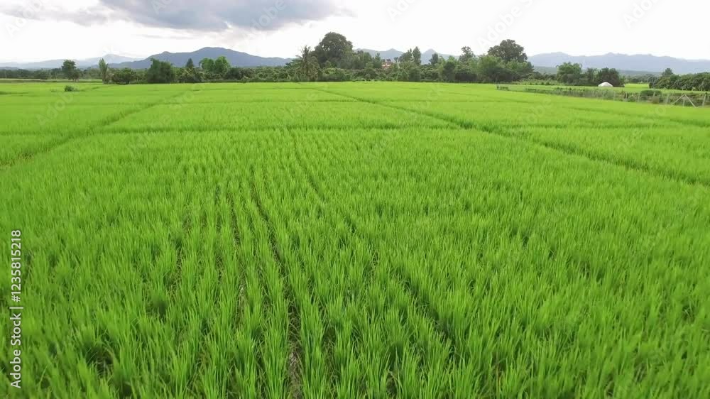 Aerial video of drones flying over rice fields and beautiful landscapes during sunlight Agriculture industry in Asia. food industry nature background. Aerial video of drones flying over rice fields and beautiful landscapes during sunlight Agriculture industry in Asia. food industry nature background.