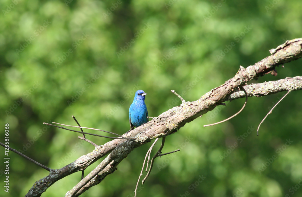 Blue Indigo Bunting Bird on Tree with green Background in Willowbrook, IL, US Blue Indigo Bunting Bird on Tree with green Background in Willowbrook, IL, US