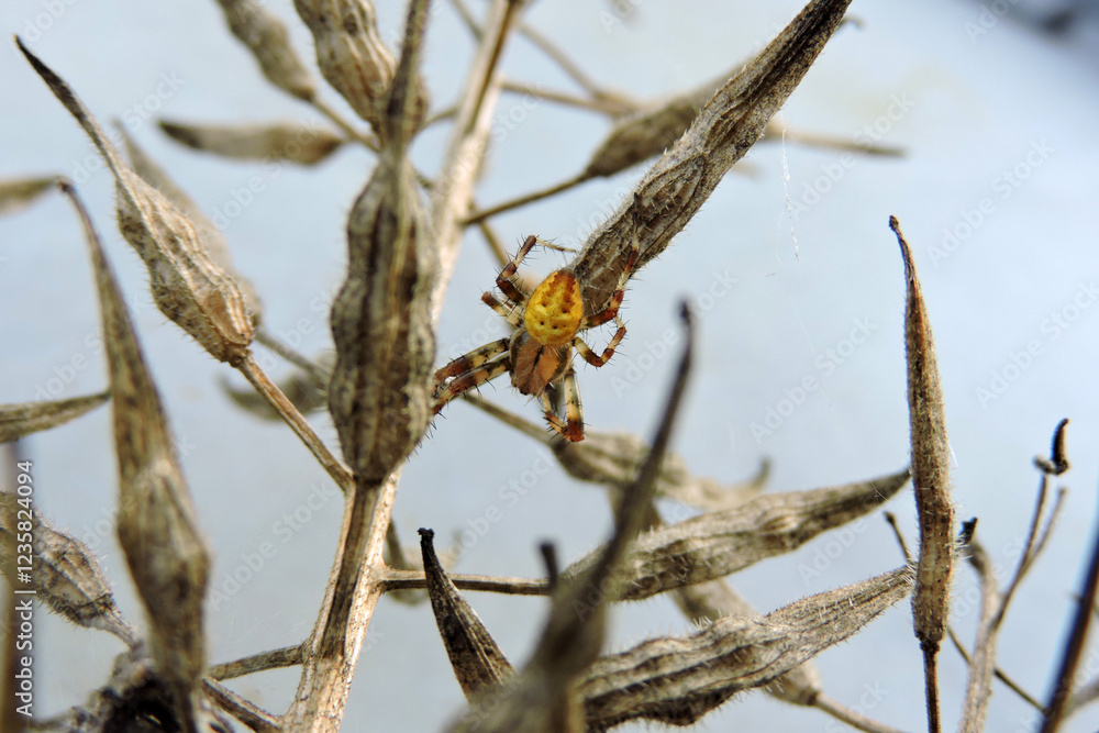 A yellow and brown four-spot orb-weaver on a dry plant A yellow and brown four-spot orb-weaver on a dry plant