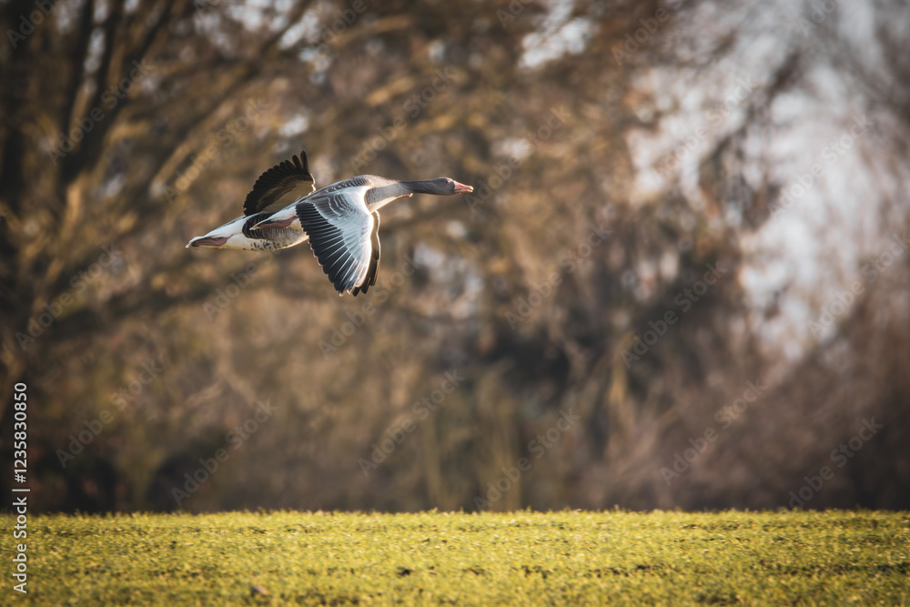 a close-up of flying greylag geese