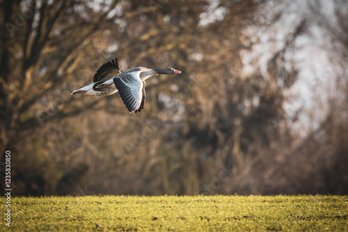 Obraz na płótnie a close-up of flying greylag geese w salonie