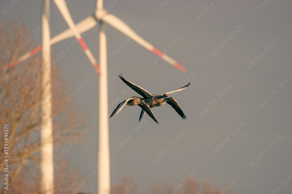 a close-up of flying greylag geese