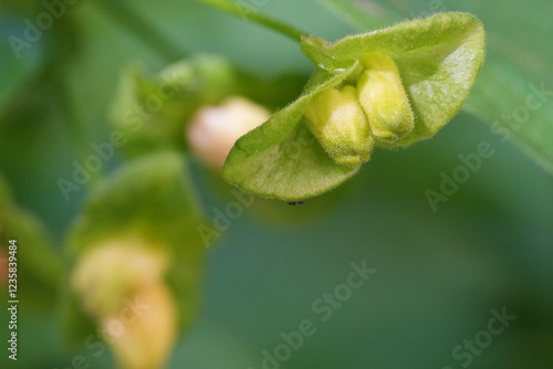 The California or bracted honeysuckle wildflower or twin-berry plant, Lonicera involucrata photo