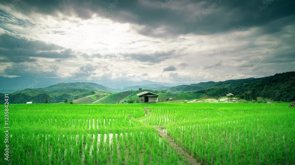 Aerial view of large rice field area in Pakem, Yogyakarta, Indonesia blue sky, clouds background Straight movement, Camera Gimbal Upward Footage Aerial view of large rice field area in Pakem, Yogyakarta, Indonesia blue sky, clouds background Straight movement, Camera Gimbal Upward Footage