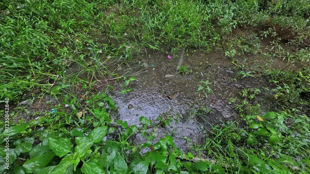 Rainwater Puddle Amidst Lush Green Vegetation Outdoors Rainwater Puddle Amidst Lush Green Vegetation Outdoors