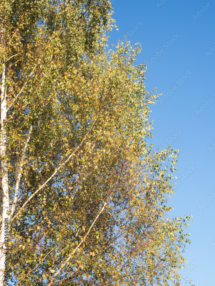 Fototapeta premium foliage with green and yellow leaves