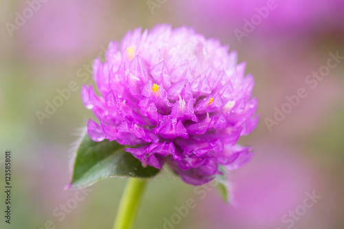 globe amaranth photo