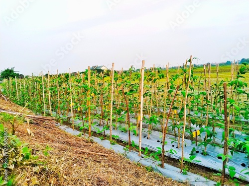 Картината върху платно The appearance of cultivating long beans using UV cover on the soil, there is a distance between one plant and another, and the installation of poles or stakes made of wood or bamboo