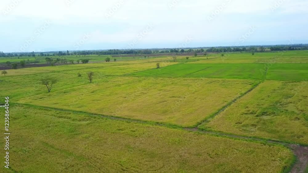 Rice fields on terraced at YenBai Vietnam.Beautiful terraced rice field in harvest season tree and High angle video in the rice field 4K background Rice fields on terraced at YenBai Vietnam.Beautiful terraced rice field in harvest season tree and High angle video in the rice field 4K background