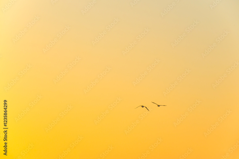 Fototapeta premium Birds flying in nature in a foggy sky in the light of sunrise in winter, Almere, Flevoland, The Netherlands, February 1, 2025