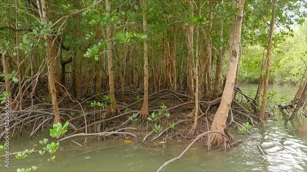 POV traveling down a mangrove filled river in Phuket Thailand POV traveling down a mangrove filled river in Phuket Thailand