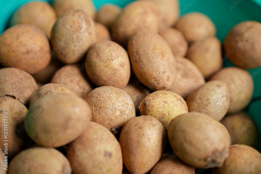 Sapota fruit commonly known as sapodilla, sapota, chikoo, chico, naseberry, or nispero Sapota fruit commonly known as sapodilla, sapota, chikoo, chico, naseberry, or nispero