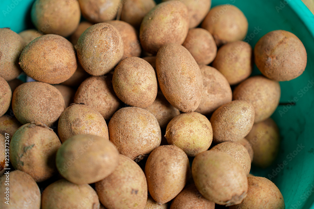 Sapota fruit commonly known as sapodilla, sapota, chikoo, chico, naseberry, or nispero Sapota fruit commonly known as sapodilla, sapota, chikoo, chico, naseberry, or nispero