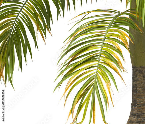 palm Tree Leaves isolated on transparent background. big old palm tree with green leaves on transparent background. Isolated palm tree on white background. cutout palm tree leaves PNG. Dictyosperma. photo