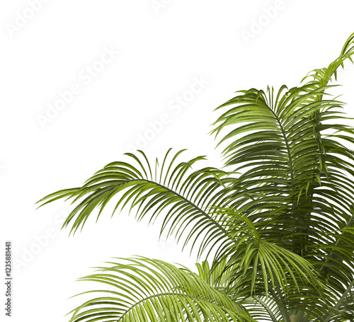 palm Tree Leaves isolated on transparent background. big old palm tree with green leaves on transparent background. Isolated palm tree on white background. cutout palm tree leaves PNG. Dictyosperma. photo