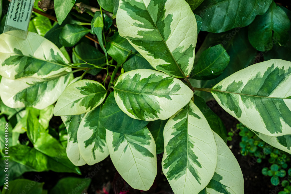 Lush, variegated leaves with striking green and creamy white patterns flourish in a tropical garden under the warm afternoon sun, creating a captivating display of nature's beauty. Lush, variegated leaves with striking green and creamy white patterns flourish in a tropical garden under the warm afternoon sun, creating a captivating display of nature's beauty.