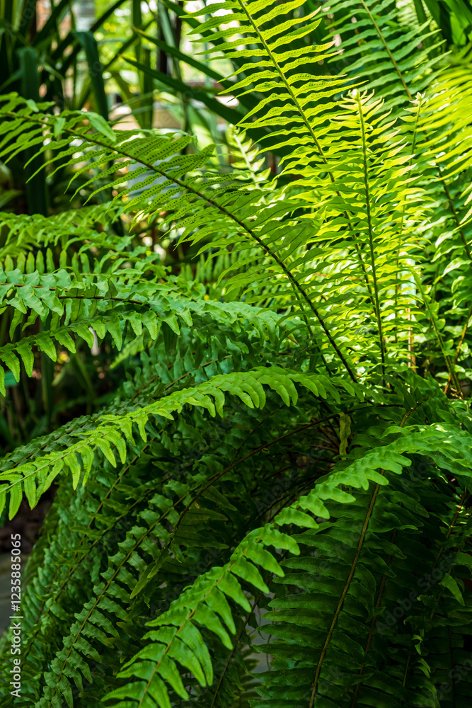 Vibrant ferns display an array of greens, casting gentle shadows as sunlight filters through their delicate fronds in a tranquil botanical garden. Vibrant ferns display an array of greens, casting gentle shadows as sunlight filters through their delicate fronds in a tranquil botanical garden.