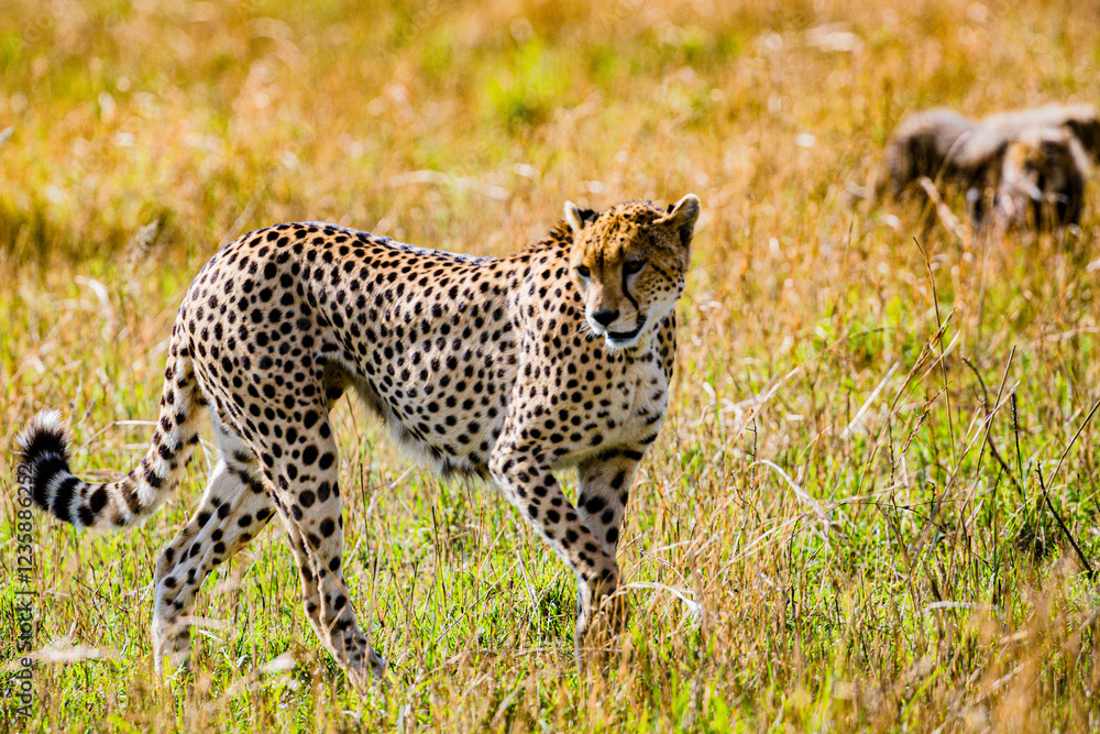 Naklejka premium cheetah in the grass