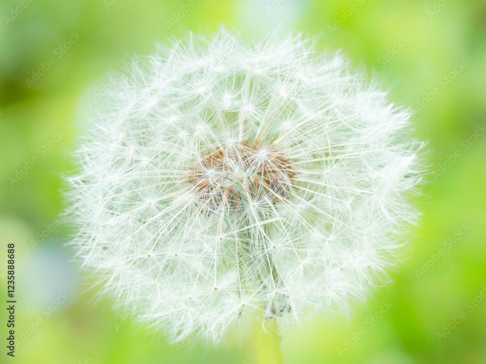 Fototapeta premium タンポポの綿毛のある風景