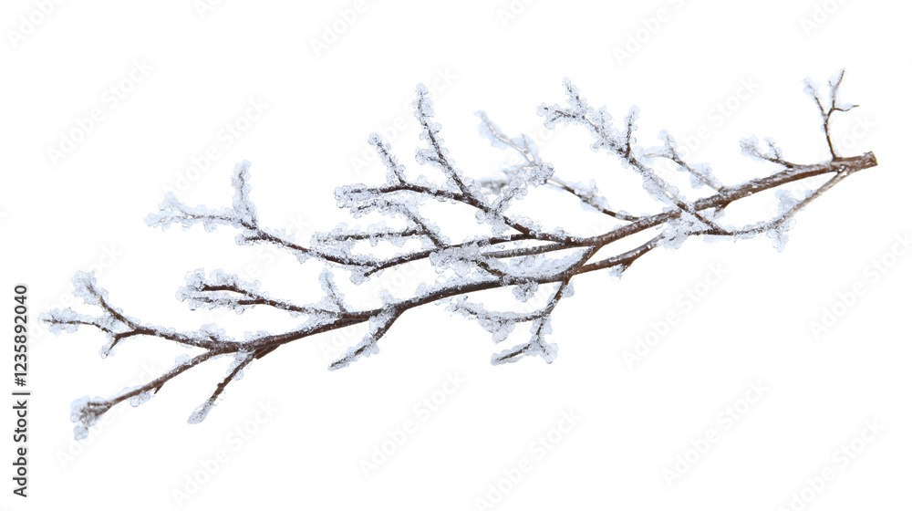 Frozen Branches in Winter Scenery with Snow and Frost on White Background Frozen Branches in Winter Scenery with Snow and Frost on White Background