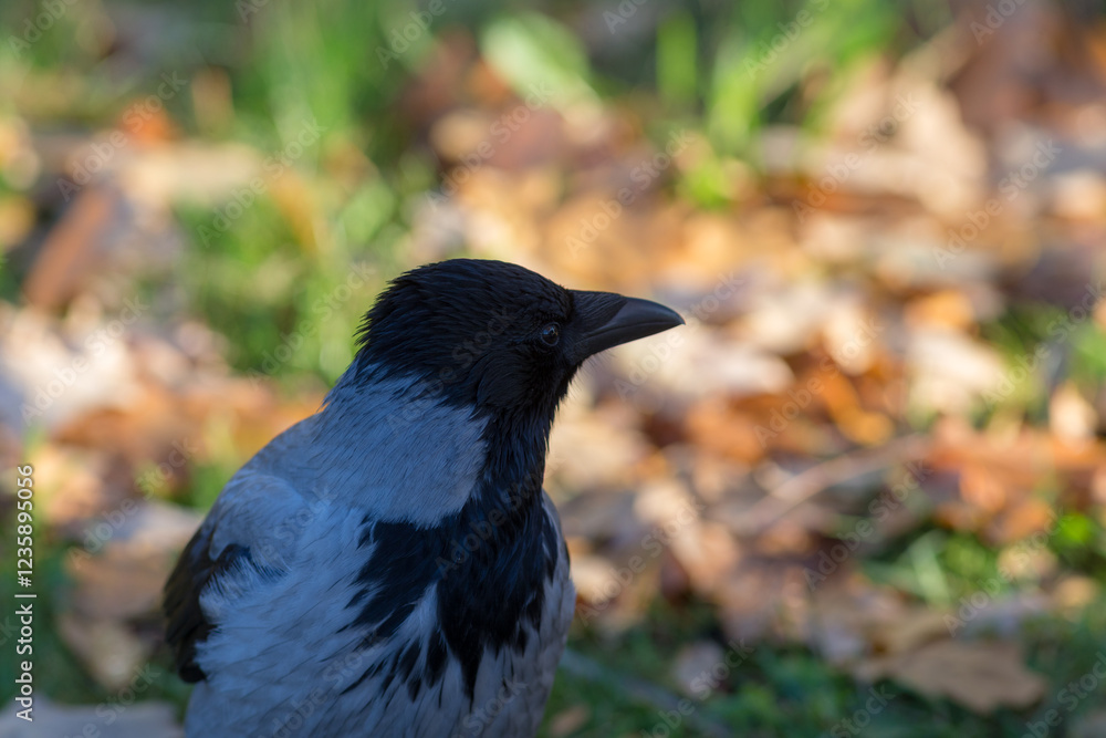 Fototapeta premium crow against the background of autumn leaves