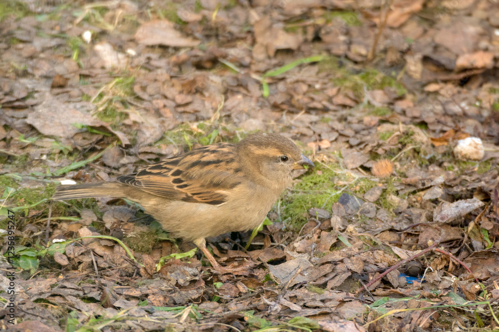 sparrow in spring eats a green leaf sparrow in spring eats a green leaf