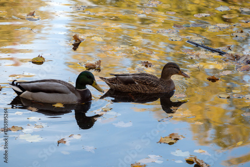 two ducks in water with reflections photo