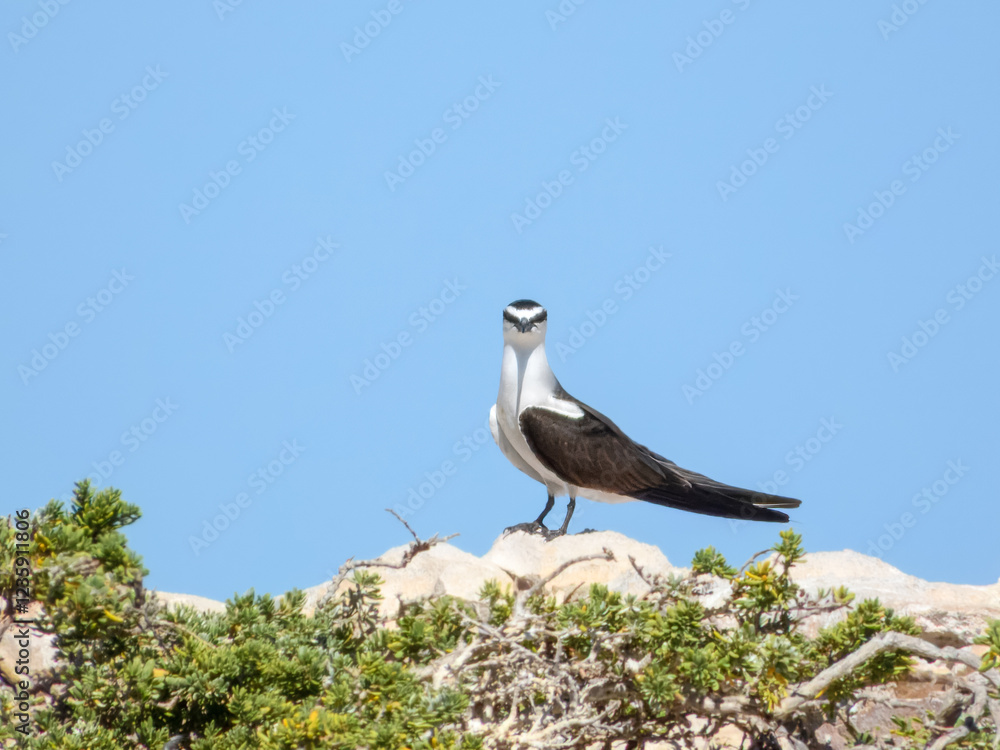 Bridled Tern (Sterna anaethetus) in Australia Bridled Tern (Sterna anaethetus) in Australia